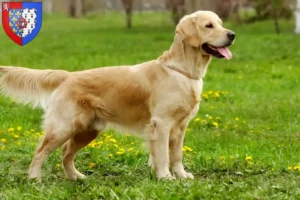 Lire la suite à propos de l’article Golden Retriever éleveurs et chiots en Pays de la Loire