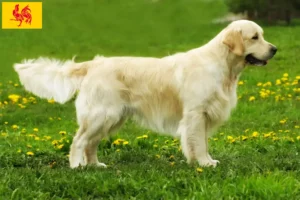 Lire la suite à propos de l’article Golden Retriever éleveurs et chiots en Région wallonne