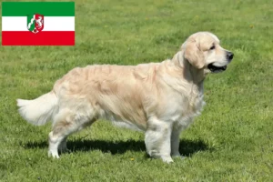 Lire la suite à propos de l’article Golden Retriever éleveurs et chiots en Rhénanie du Nord-Westphalie