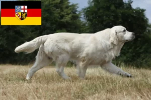 Lire la suite à propos de l’article Golden Retriever éleveurs et chiots en Sarre
