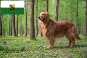 Lire la suite à propos de l’article Golden Retriever éleveurs et chiots en Saxe