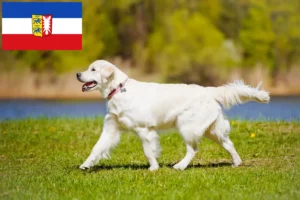Lire la suite à propos de l’article Golden Retriever éleveurs et chiots dans le Schleswig-Holstein