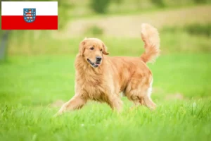 Lire la suite à propos de l’article Golden Retriever éleveurs et chiots en Thuringe