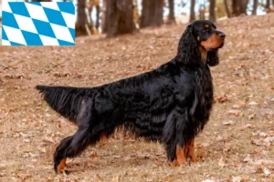 Lire la suite à propos de l’article Éleveurs de Setter Gordon et chiots en Bavière
