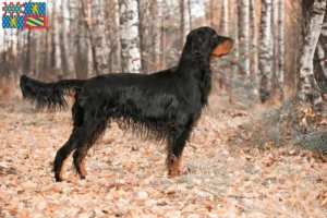 Lire la suite à propos de l’article Éleveurs de Setter Gordon et chiots en Bourgogne-Franche-Comté
