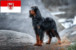 Lire la suite à propos de l’article Éleveurs de setter Gordon et chiots dans le Brandebourg