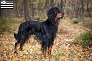 Lire la suite à propos de l’article Éleveurs de setter Gordon et chiots en Bretagne