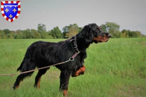 Lire la suite à propos de l’article Éleveurs de Setter Gordon et chiots en Centre-Val de Loire