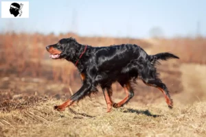 Lire la suite à propos de l’article Éleveurs de setter Gordon et chiots en Corse