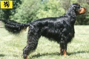 Lire la suite à propos de l’article Éleveurs de setter Gordon et chiots en Flandre