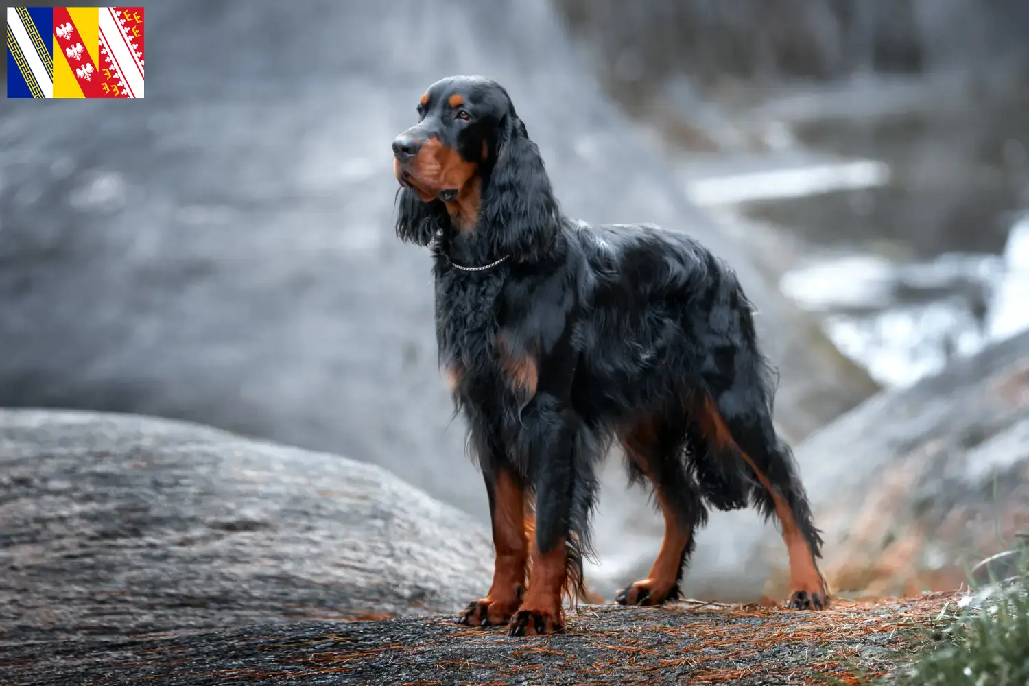 Setter Gordon chiots et éleveurs Grand Est Ici, tu trouveras des éleveurs de setter Gordon dans le Grand Est.