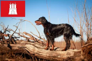 Lire la suite à propos de l’article Éleveurs de Setter Gordon et chiots à Hambourg