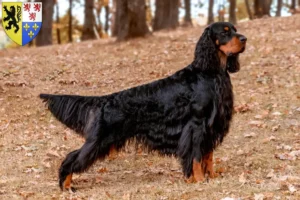 Lire la suite à propos de l’article Éleveurs de setter Gordon et chiots en Hauts-de-France