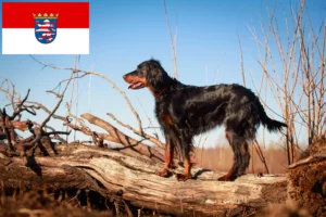 Lire la suite à propos de l’article Éleveurs de setter Gordon et chiots en Hesse