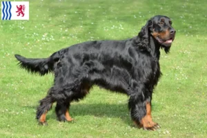 Lire la suite à propos de l’article Éleveurs de setter Gordon et chiots en Nouvelle-Aquitaine