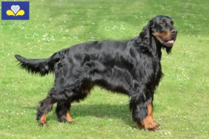 Lire la suite à propos de l’article Éleveurs de Setter Gordon et chiots en Région de Bruxelles-Capitale