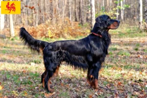 Lire la suite à propos de l’article Éleveurs de setter Gordon et chiots en Région wallonne