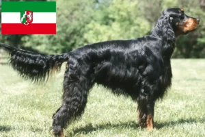 Lire la suite à propos de l’article Éleveurs de setter Gordon et chiots en Rhénanie du Nord-Westphalie