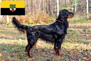 Lire la suite à propos de l’article Éleveurs de Setter Gordon et chiots en Saxe-Anhalt