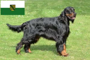 Lire la suite à propos de l’article Éleveurs de Setter Gordon et chiots en Saxe