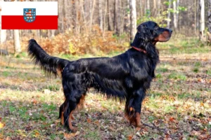 Lire la suite à propos de l’article Éleveurs de Setter Gordon et chiots en Thuringe