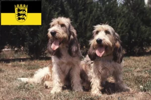Lire la suite à propos de l’article Grand Basset Griffon Vendéen éleveurs et chiots en Baden-Württemberg