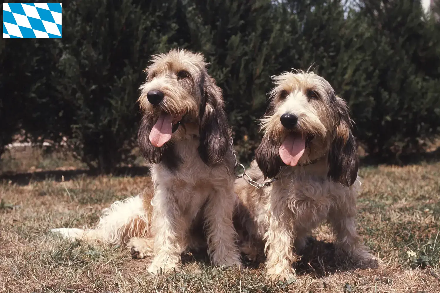 Grand Basset Griffon Vendéen Chiots et éleveurs Bavière Ici vous trouverez des éleveurs de Grand Basset Griffon Vendéens en Bavière.