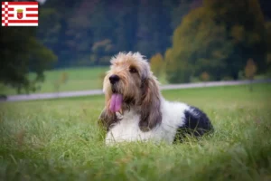 Lire la suite à propos de l’article Grand Basset Griffon Vendéen éleveurs et chiots à Bremen