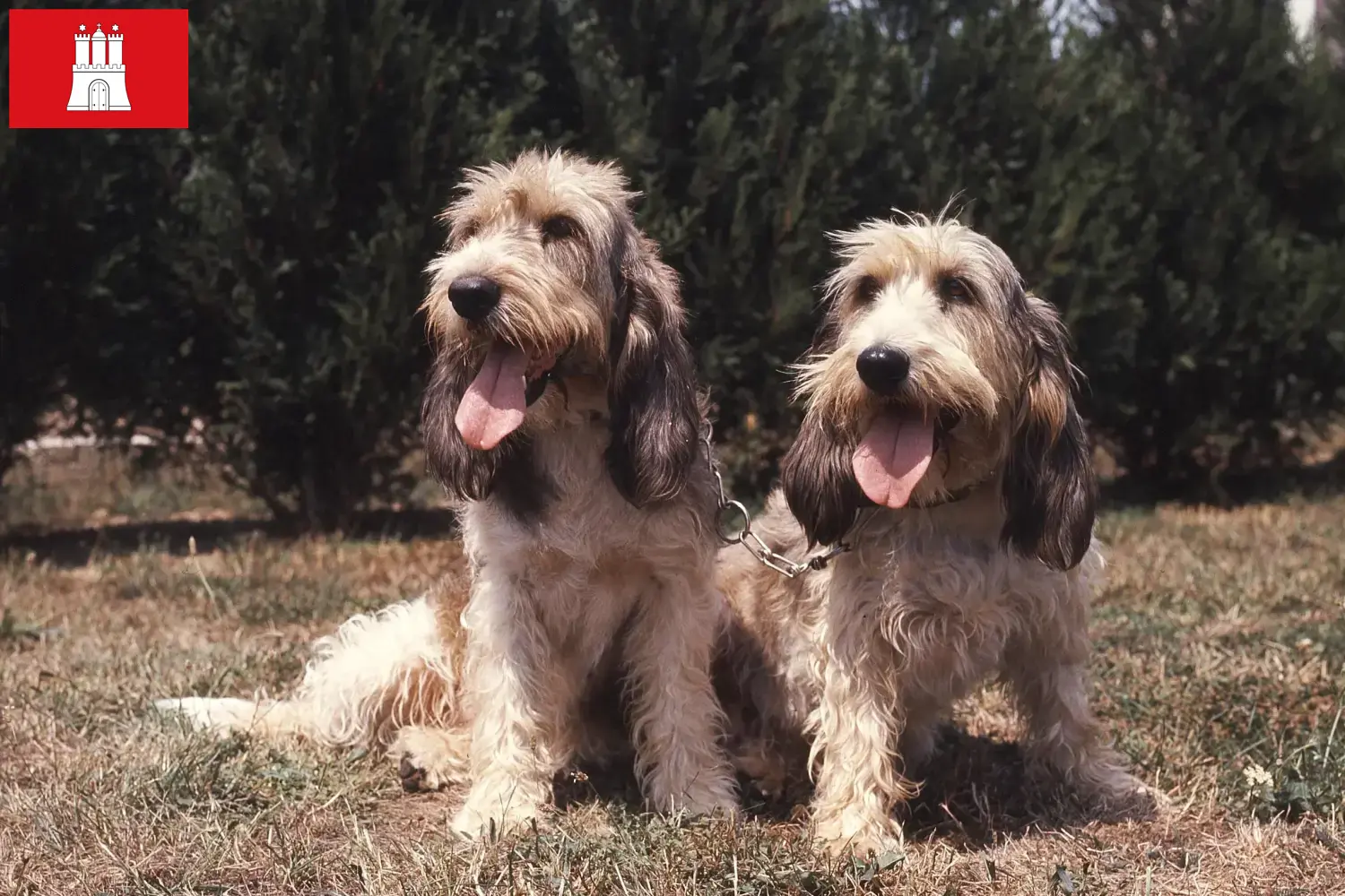 Grand Basset Griffon Vendéen Chiots et éleveurs Hambourg Ici, tu trouveras des éleveurs de Grand Basset Griffon Vendéens à Hambourg.