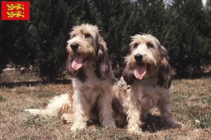 Lire la suite à propos de l’article Grand Basset Griffon Vendéen éleveurs et chiots en Normandie