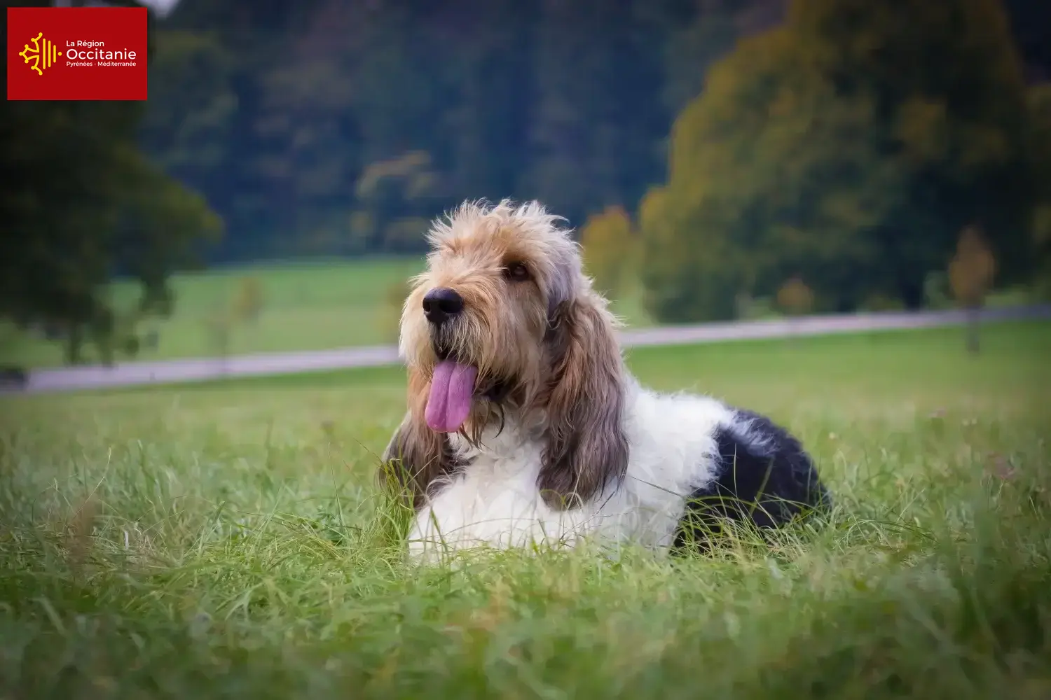 Grand Basset Griffon Vendéen Chiots et éleveurs Occitanie Ici tu trouves des éleveurs de Grand Basset Griffon Vendéens en Occitanie.