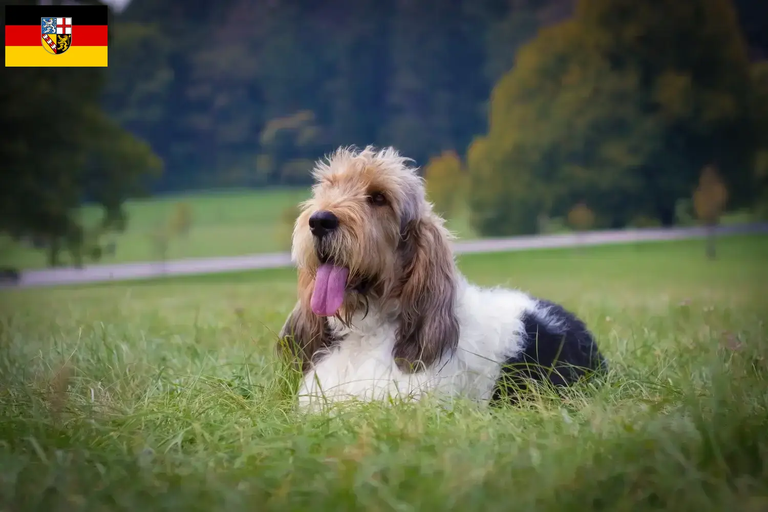 Grand Basset Griffon Vendéen chiots et éleveurs Saarland Ici, tu trouveras des éleveurs de Grand Basset Griffon Vendéens en Sarre.