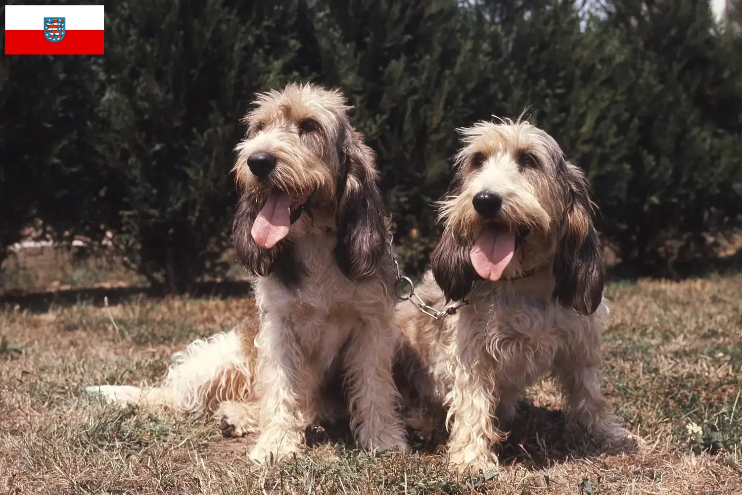Grand Basset Griffon Vendéen chiots et éleveurs Thuringe Ici vous trouverez des éleveurs de Grand Basset Griffon Vendéens en Thuringe.