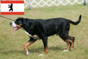 Lire la suite à propos de l’article Grand bouvier suisse éleveur et chiots à Berlin