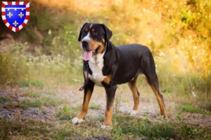 Lire la suite à propos de l’article Grand bouvier suisse éleveur et chiots en Centre-Val de Loire
