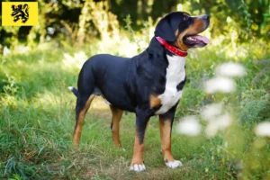 Lire la suite à propos de l’article Éleveurs de grands bouviers suisses et chiots en Flandre