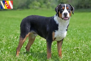 Lire la suite à propos de l’article Grand bouvier suisse éleveur et chiots en Grand Est
