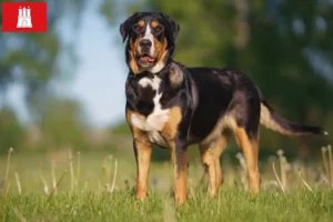 Lire la suite à propos de l’article Grand bouvier suisse éleveur et chiots à Hambourg