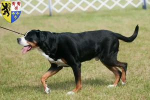 Lire la suite à propos de l’article Grand bouvier suisse éleveur et chiots en Hauts-de-France
