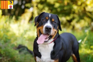 Lire la suite à propos de l’article Grand Bouvier Suisse éleveur et chiots en Provence-Alpes-Côte d’Azur