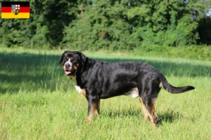 Lire la suite à propos de l’article Grand bouvier suisse éleveur et chiots en Sarre