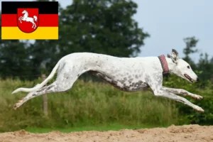 Lire la suite à propos de l’article Éleveurs de Lévriers et chiots en Basse-Saxe