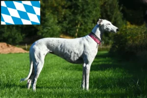 Lire la suite à propos de l’article Eleveurs de Lévriers et chiots en Bavière