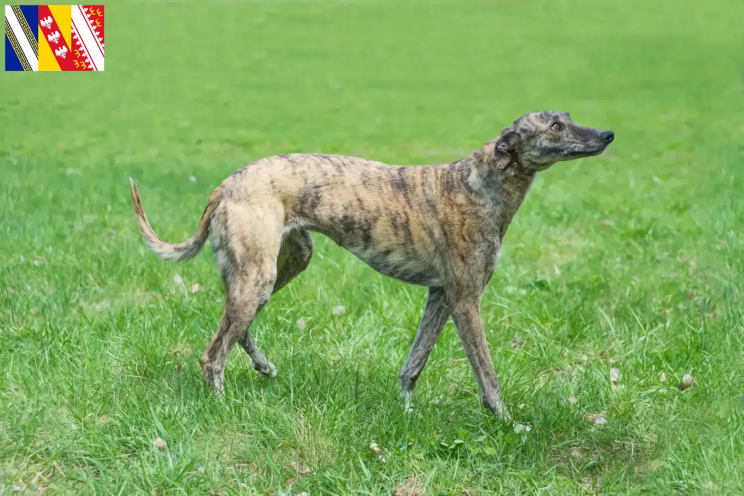Lévriers chiots et éleveurs Grand Est Ici tu trouves des éleveurs de Greyhounds en Grand Est.