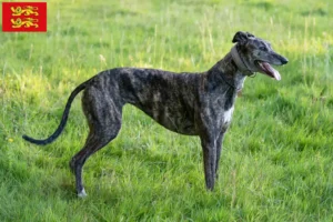 Lire la suite à propos de l’article Eleveurs de Lévriers et chiots en Normandie