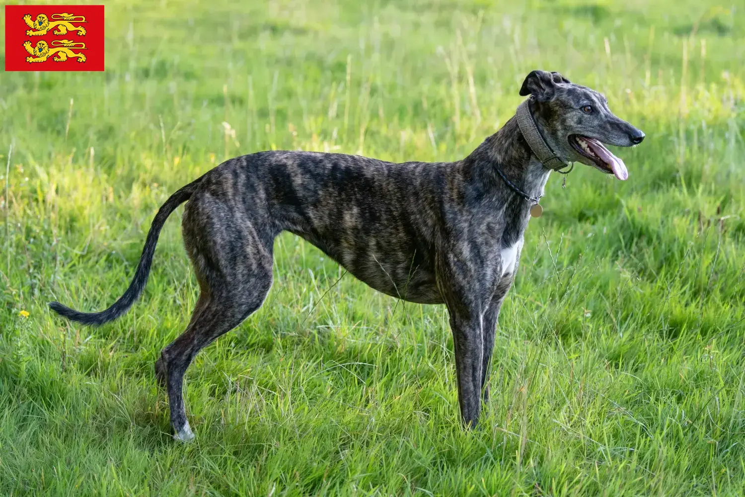 Lévriers chiots et éleveurs Normandie Ici tu trouves des éleveurs de Greyhounds en Normandie.