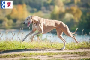 Lire la suite à propos de l’article Eleveurs de Lévriers et chiots en Nouvelle-Aquitaine