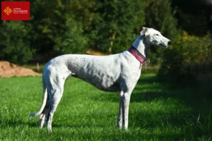 Lire la suite à propos de l’article Éleveurs de Lévriers et chiots en Occitanie