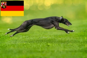 Lire la suite à propos de l’article Greyhound éleveurs et chiots en Rhénanie-Palatinat