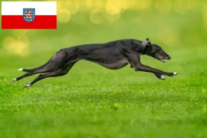 Lire la suite à propos de l’article Éleveurs de Lévriers et chiots en Thuringe